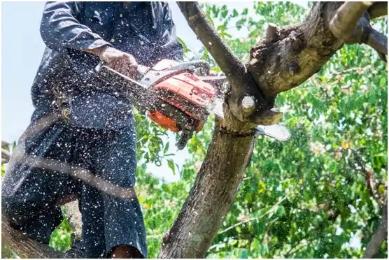 tree services Allenton